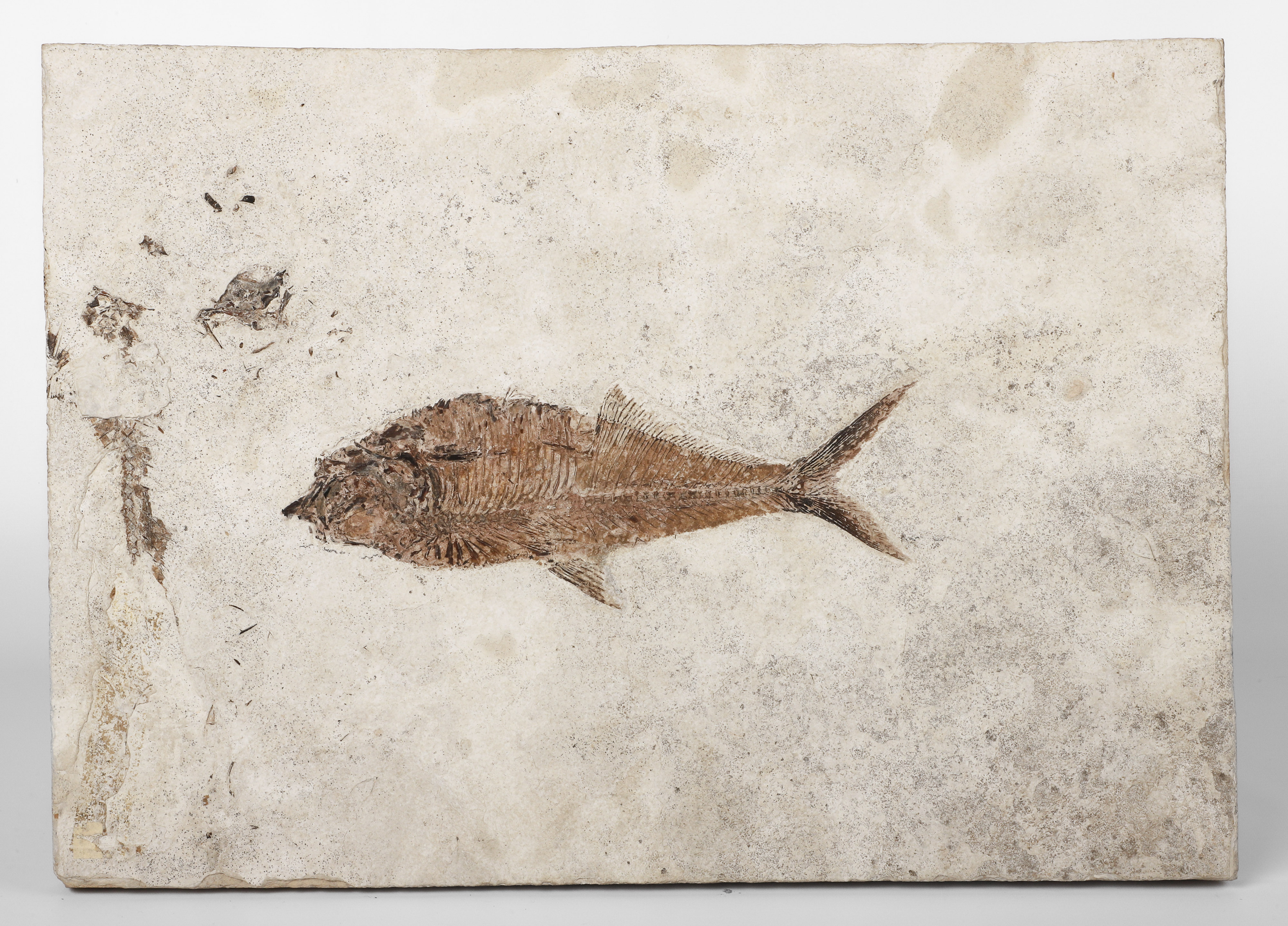 A Large Fossil of a Fish, Diplomystus