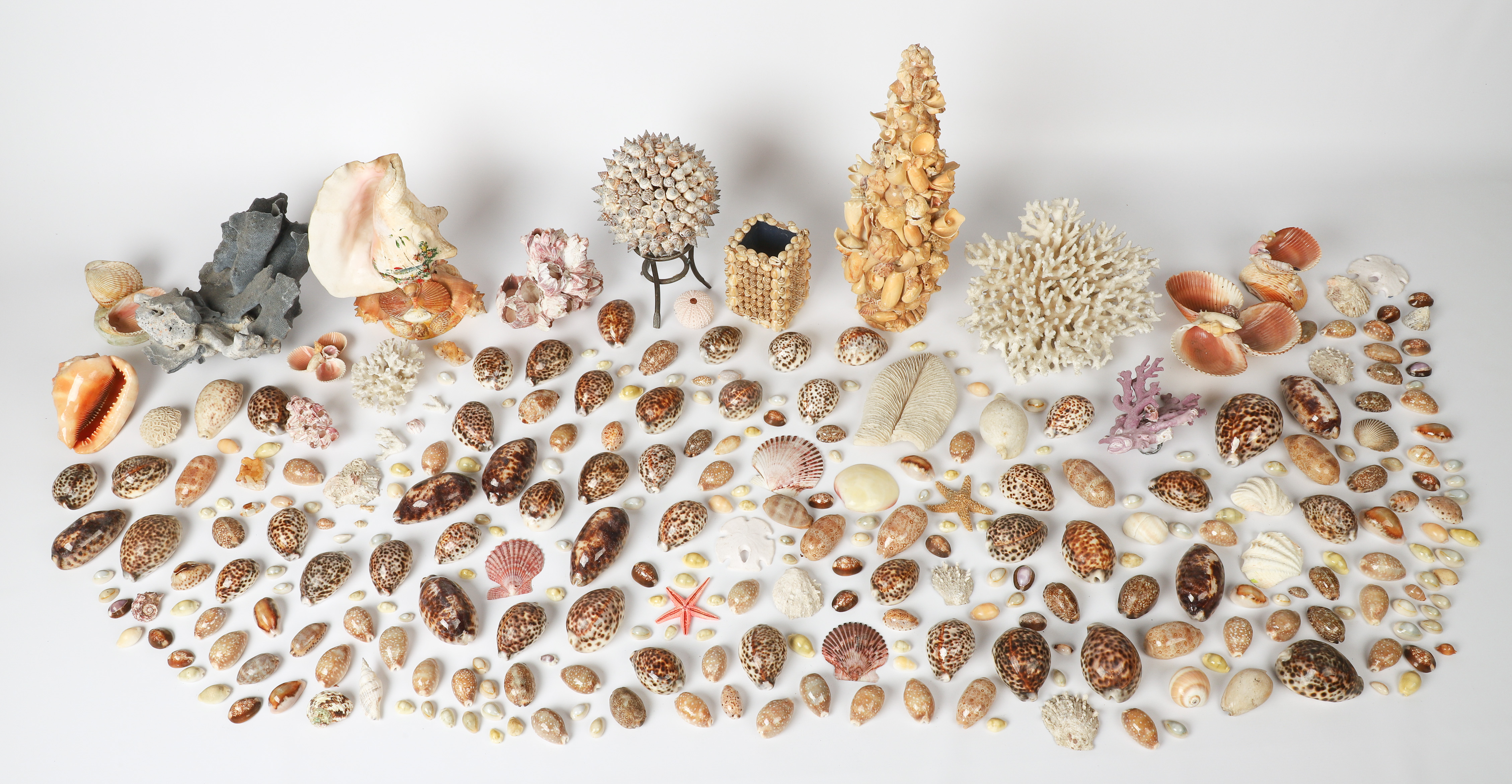 A large collection of Coral, seashells