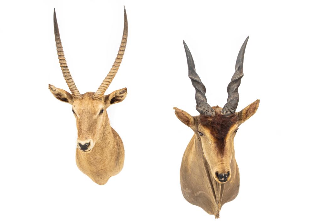 LARGE MOUNTED ANTELOPE HEADSLarge 3b161b