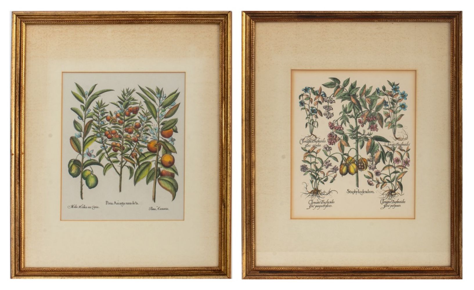 BASILIUS BESLER MANNER BOTANICAL PRINTS,