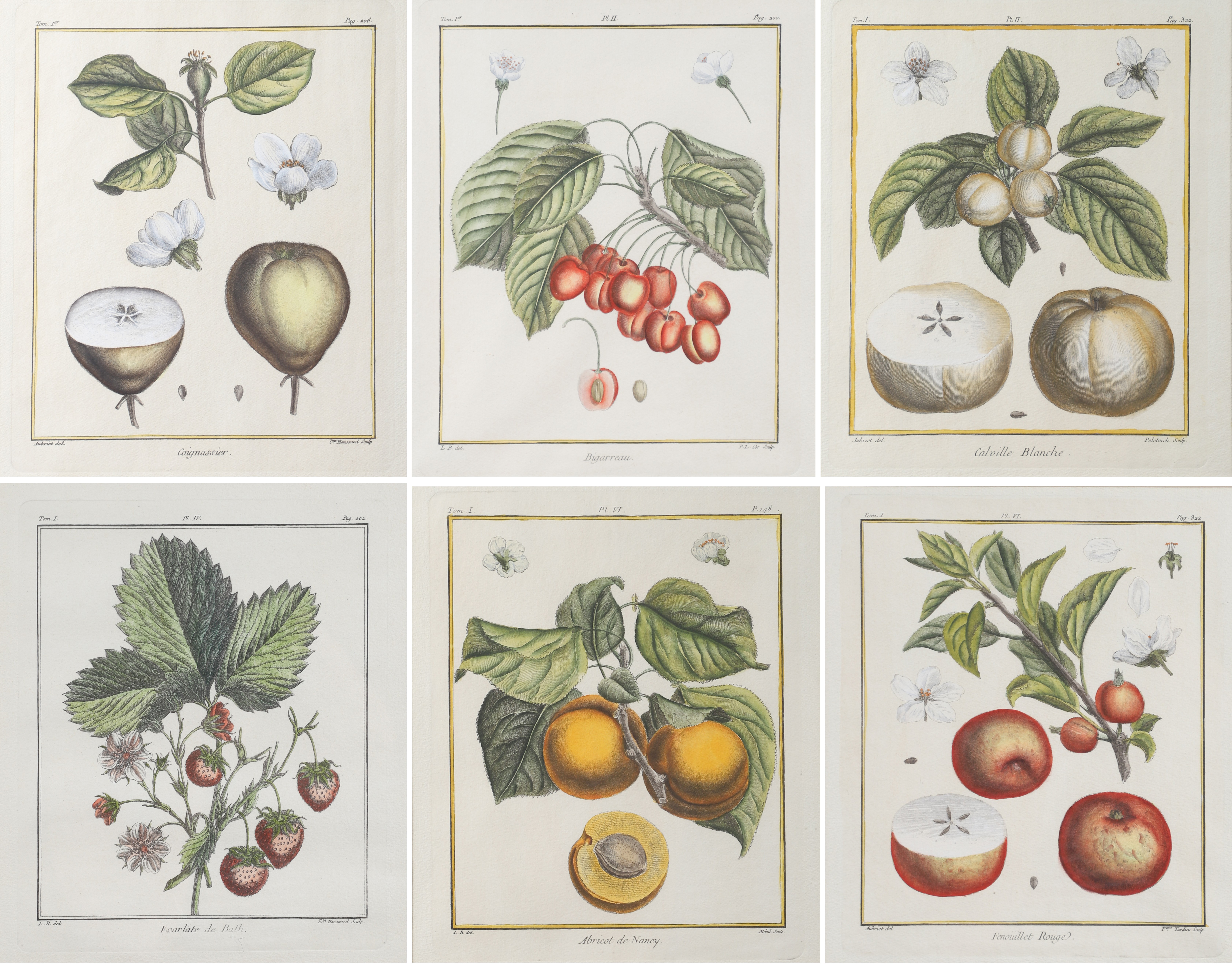 6 Hand colored Botanical Fruit