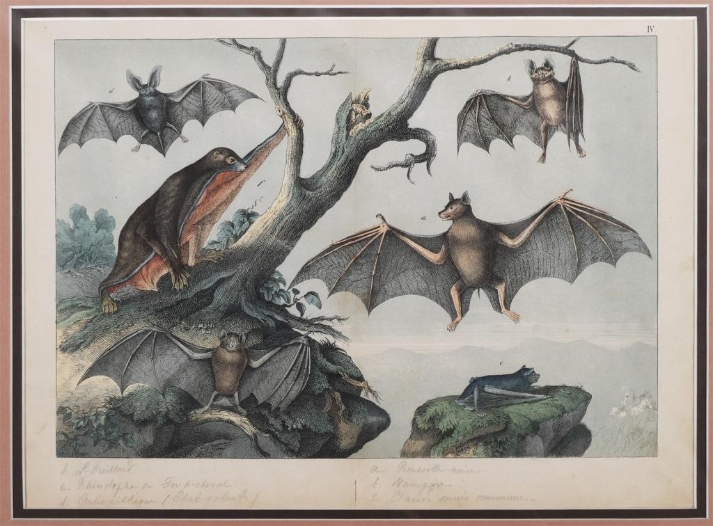 19TH C. BATS ENGRAVING VON SCHUBERTGotthilf