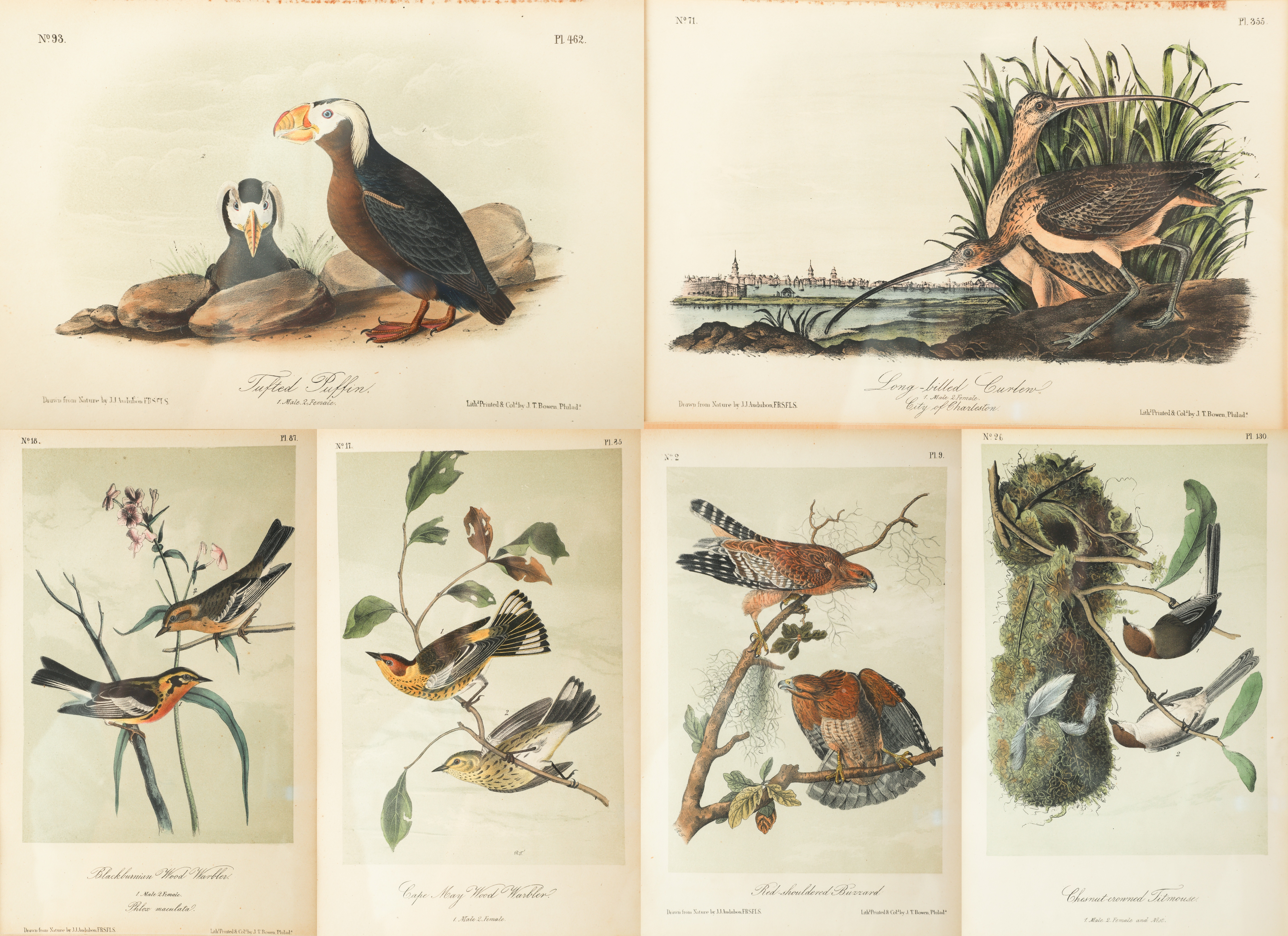 (6) Framed prints after Audubon,
