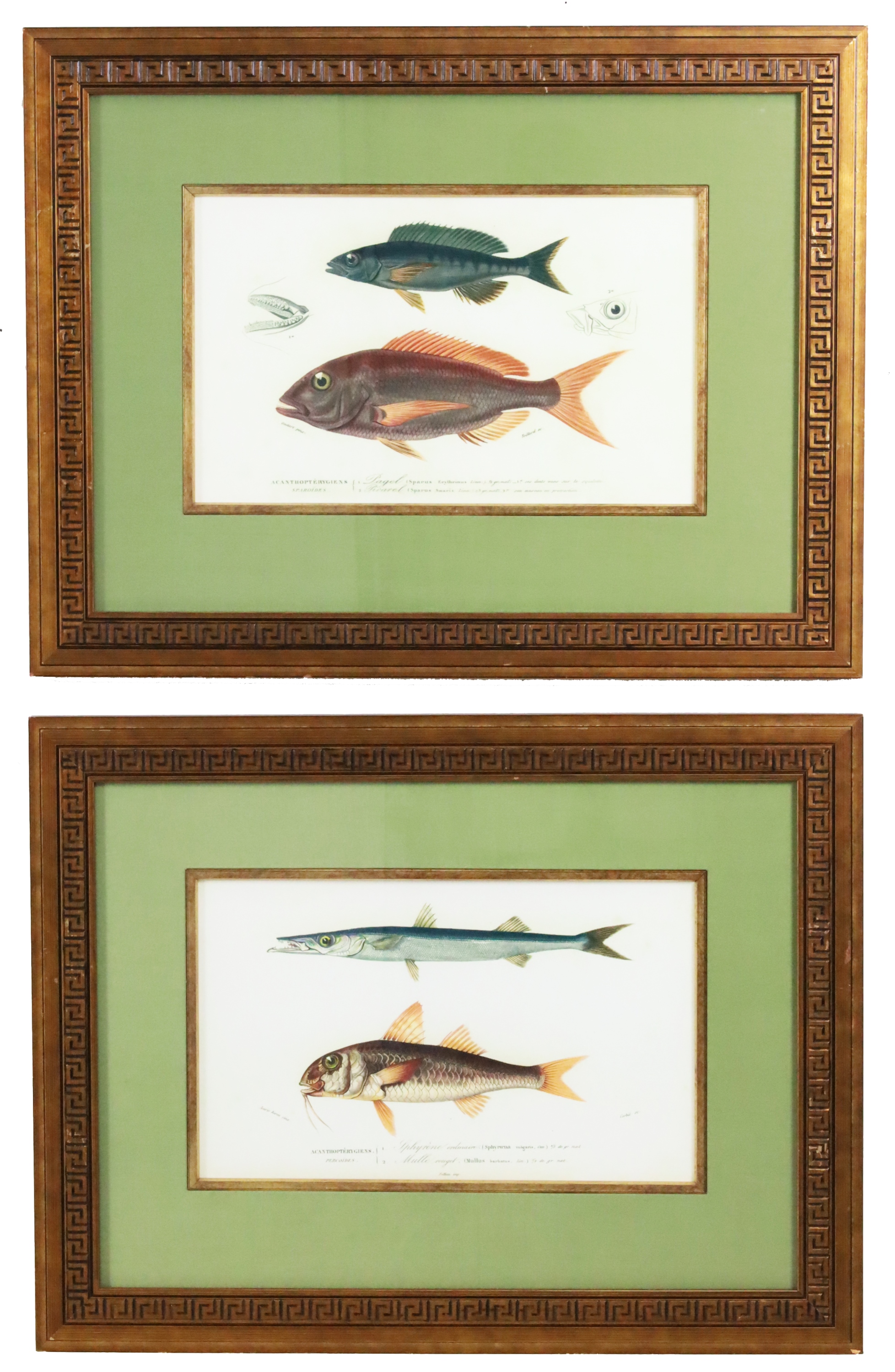 PR FRAMED FISH STUDY PRINTS AFTER 3b3c56