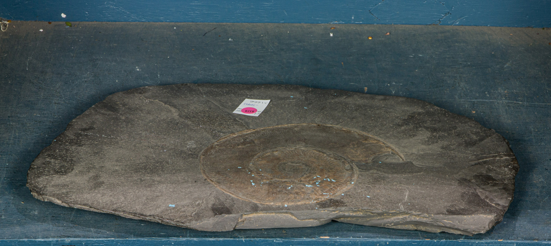 AN AMMONITE FOSSIL SPECIMEN An 3b429e