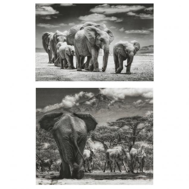 TOM BOSSARD (SC), ELEPHANTS / ELEPHANTS