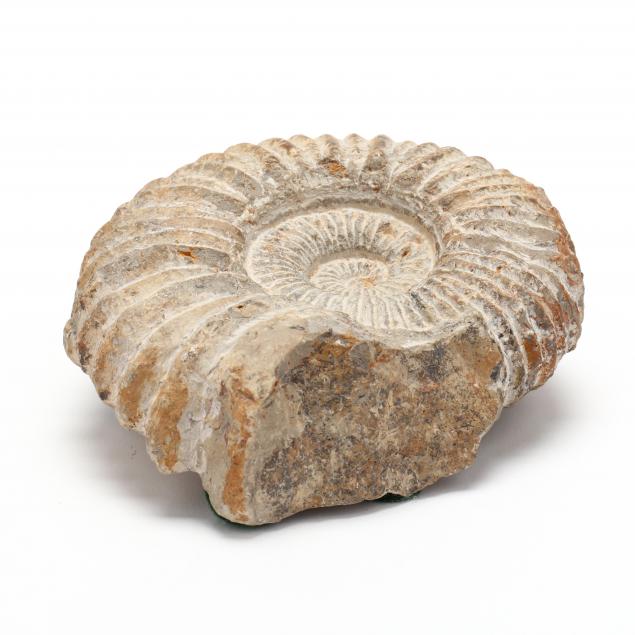 PREHISTORIC AMMONITE FOSSIL SHELL