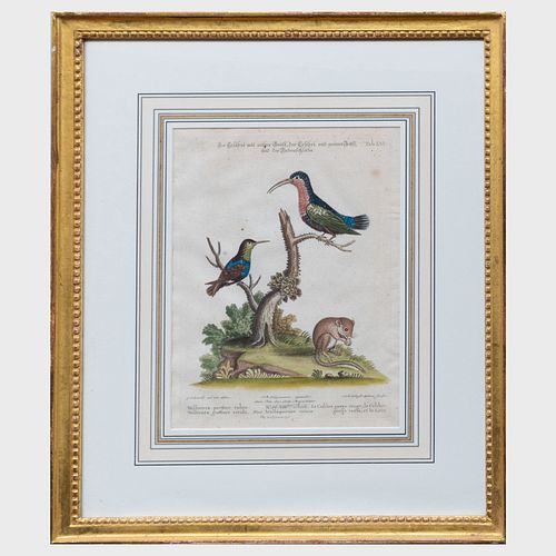 AFTER GEORGE EDUARDS (1694-1773): ORNITHOLOGICAL