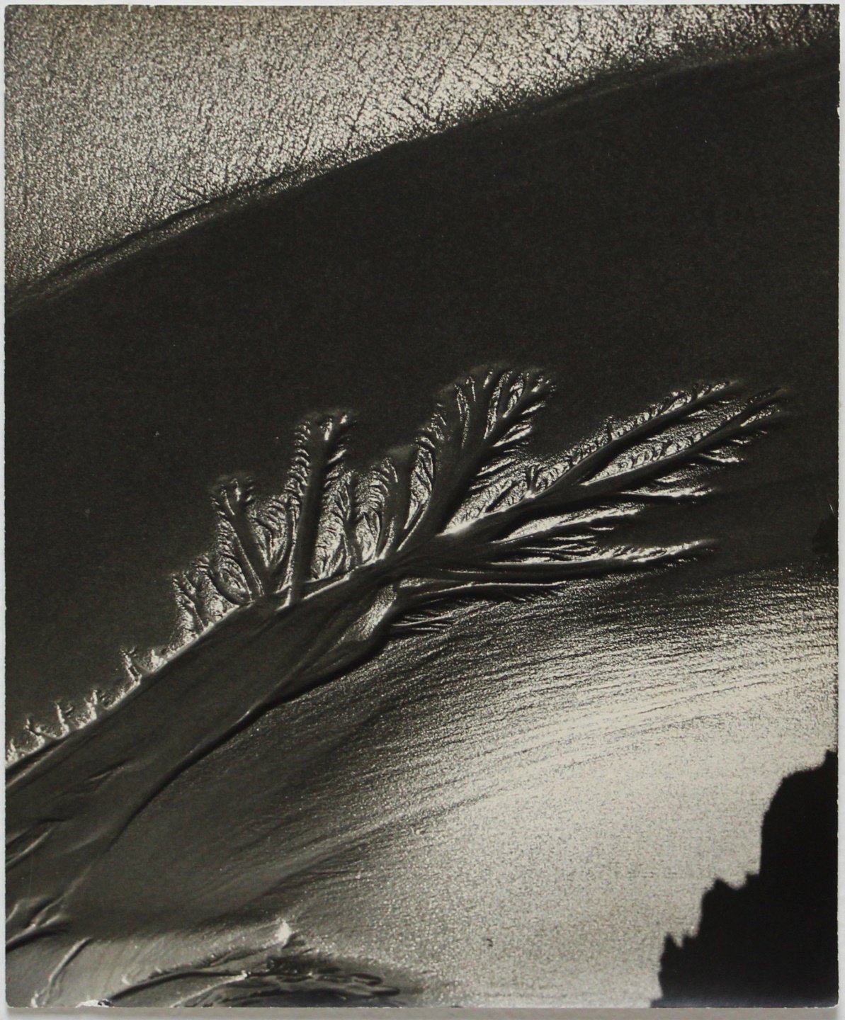 RUTH BERNHARD (AMERICAN, 1905-2006).