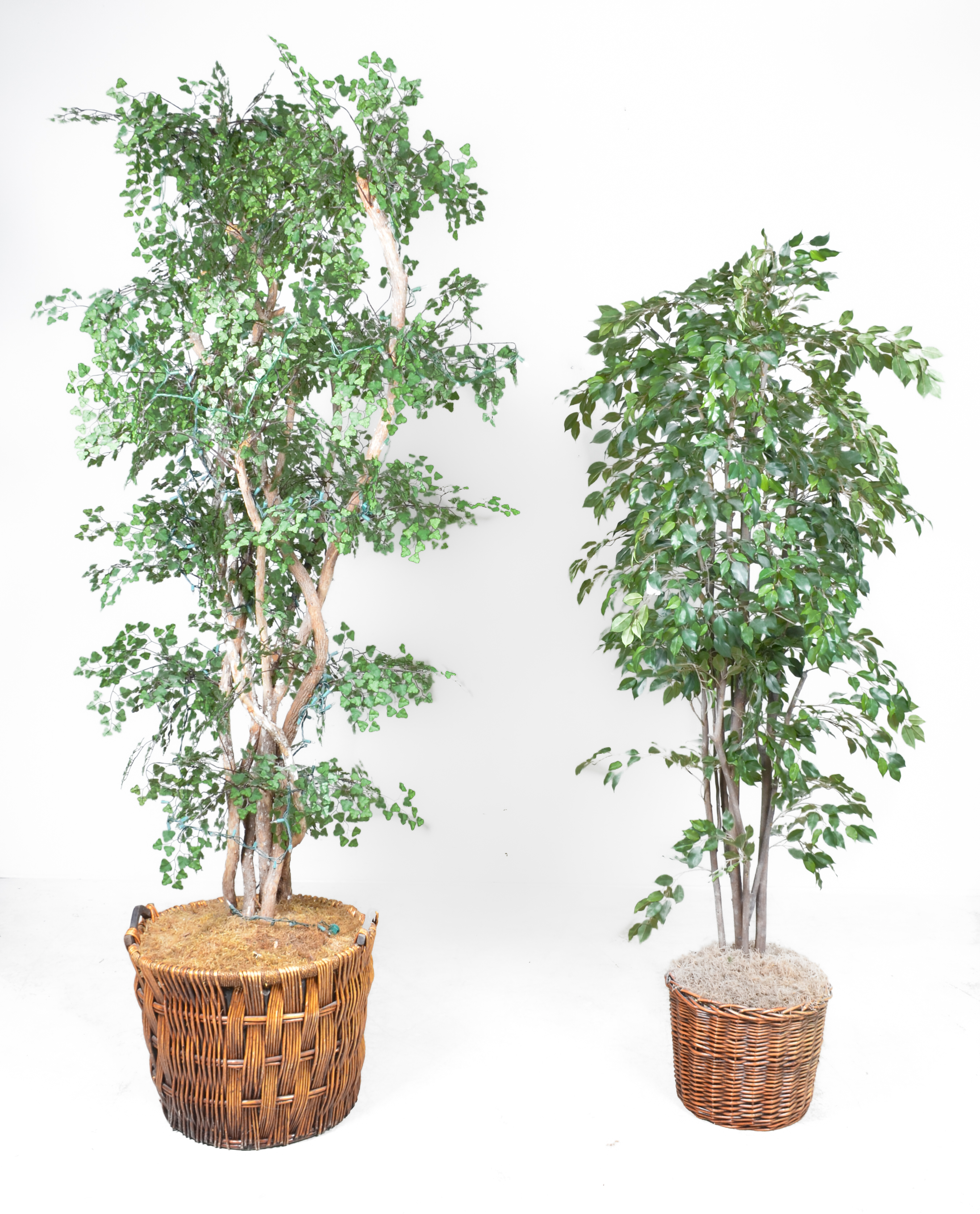 (2) Large fake trees in wicker planters,