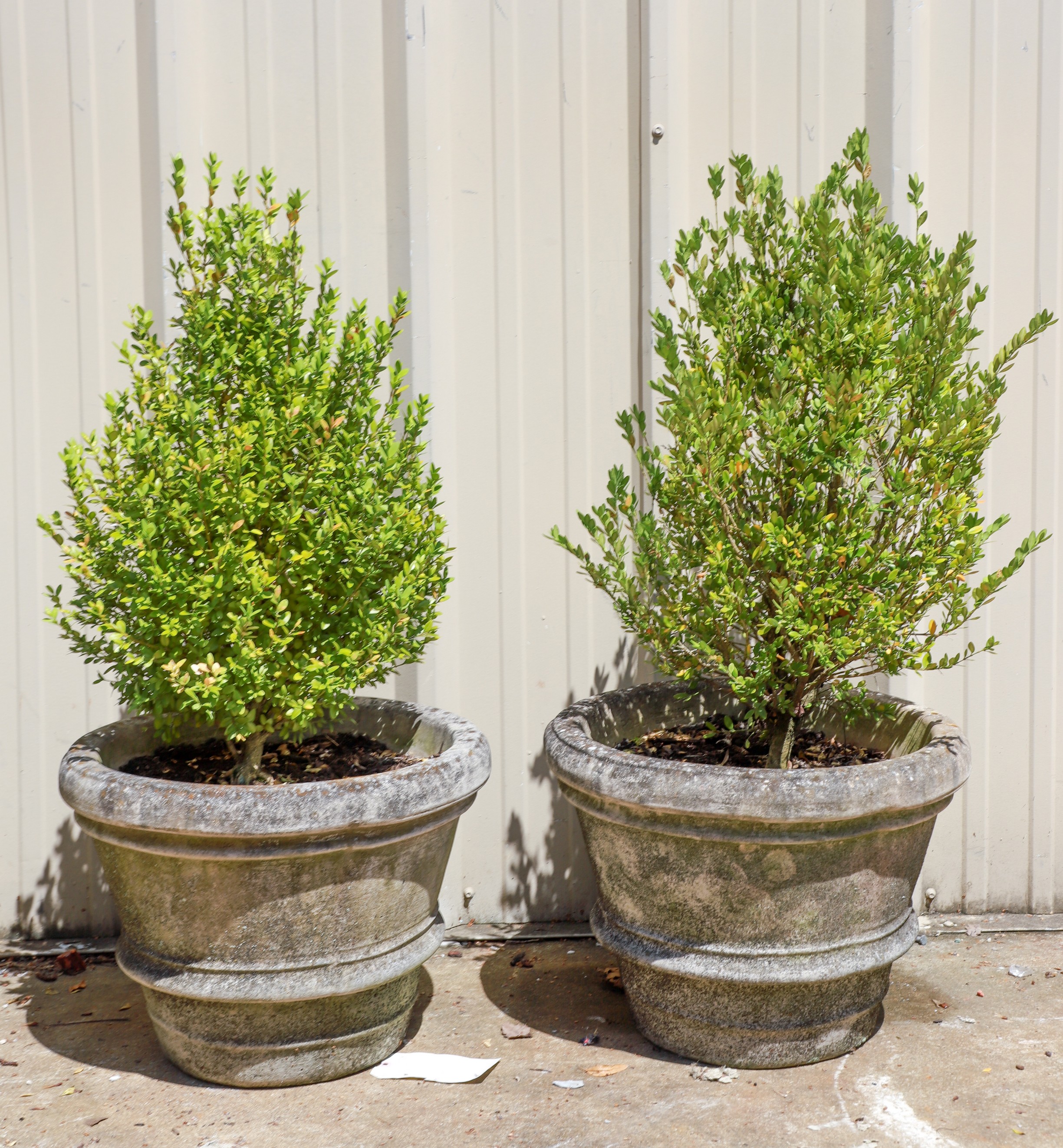  2 Cement planters w small bushes  3b5f42