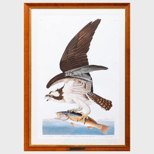 AFTER JOHN JAMES AUDUBON (1785-1851):