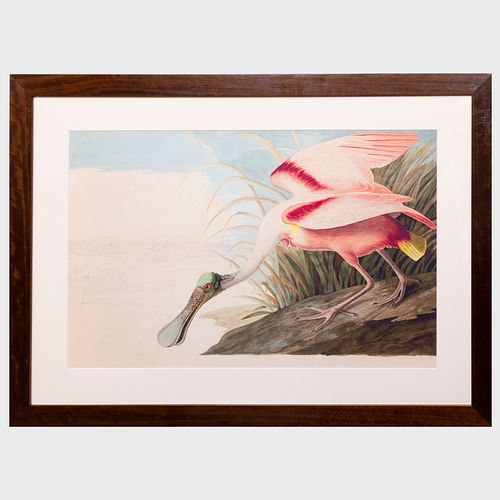 AFTER JOHN JAMES AUDUBON (1785-1851):