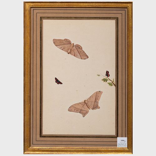 EUROPEAN SCHOOL BUTTERFLIES A 3b9752