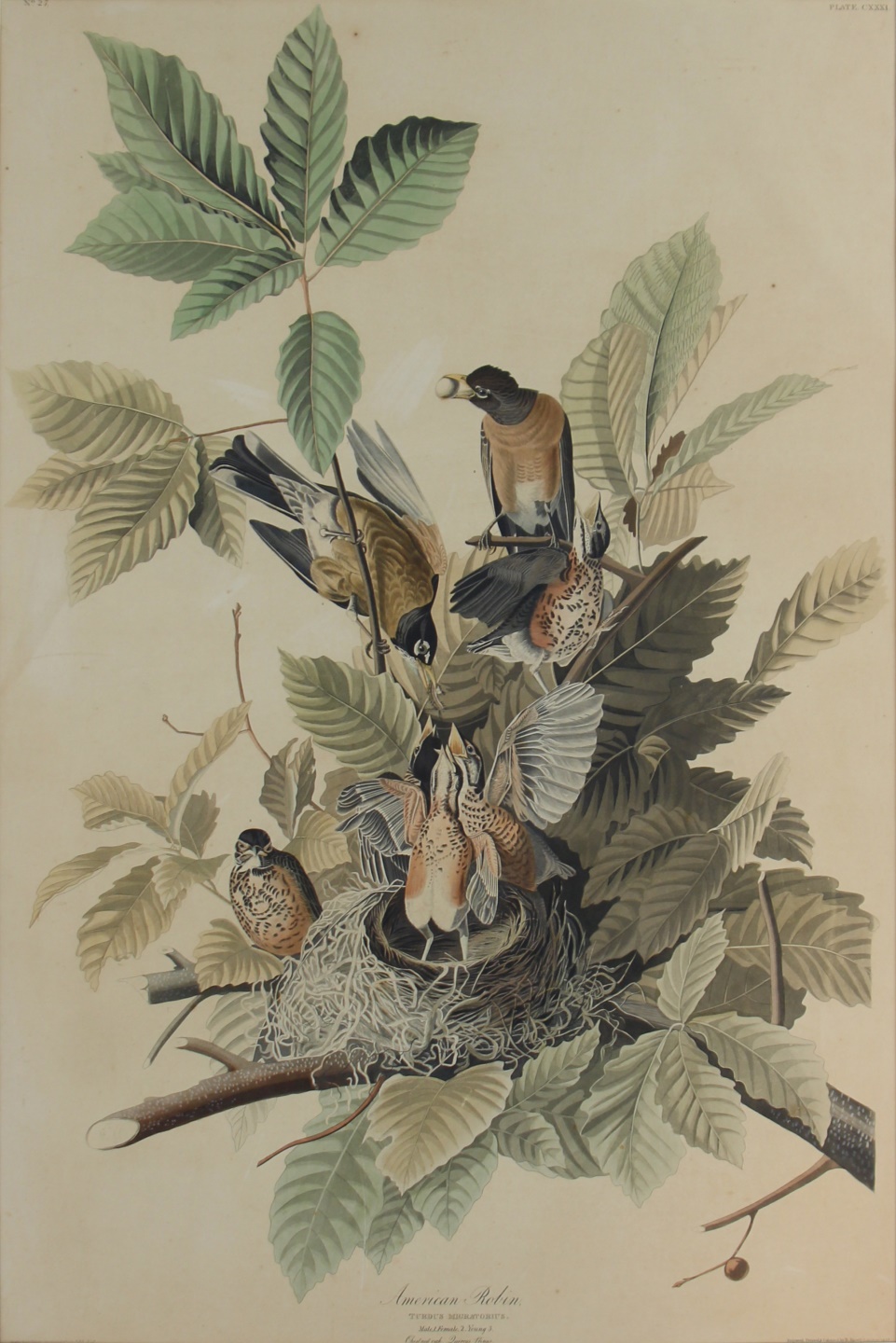 JOHN JAMES AUDUBON (AFTER), (AMERICAN,1785-1851).