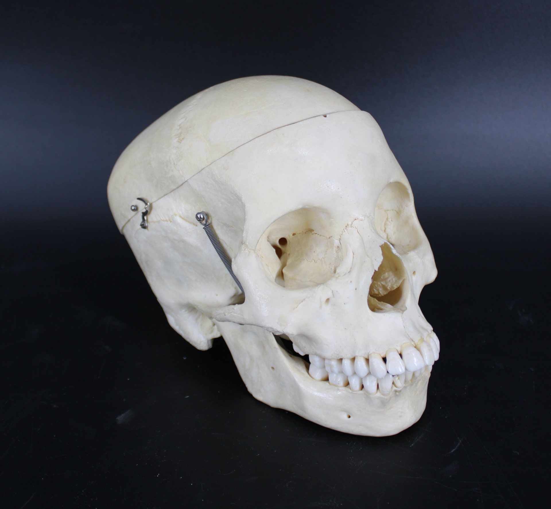 REAL HUMAN MEDICAL DENTAL SKULL 3ba85e