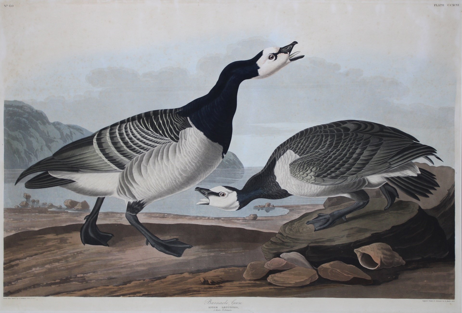 AFTER JOHN JAMES AUDUBON (1785-1851).