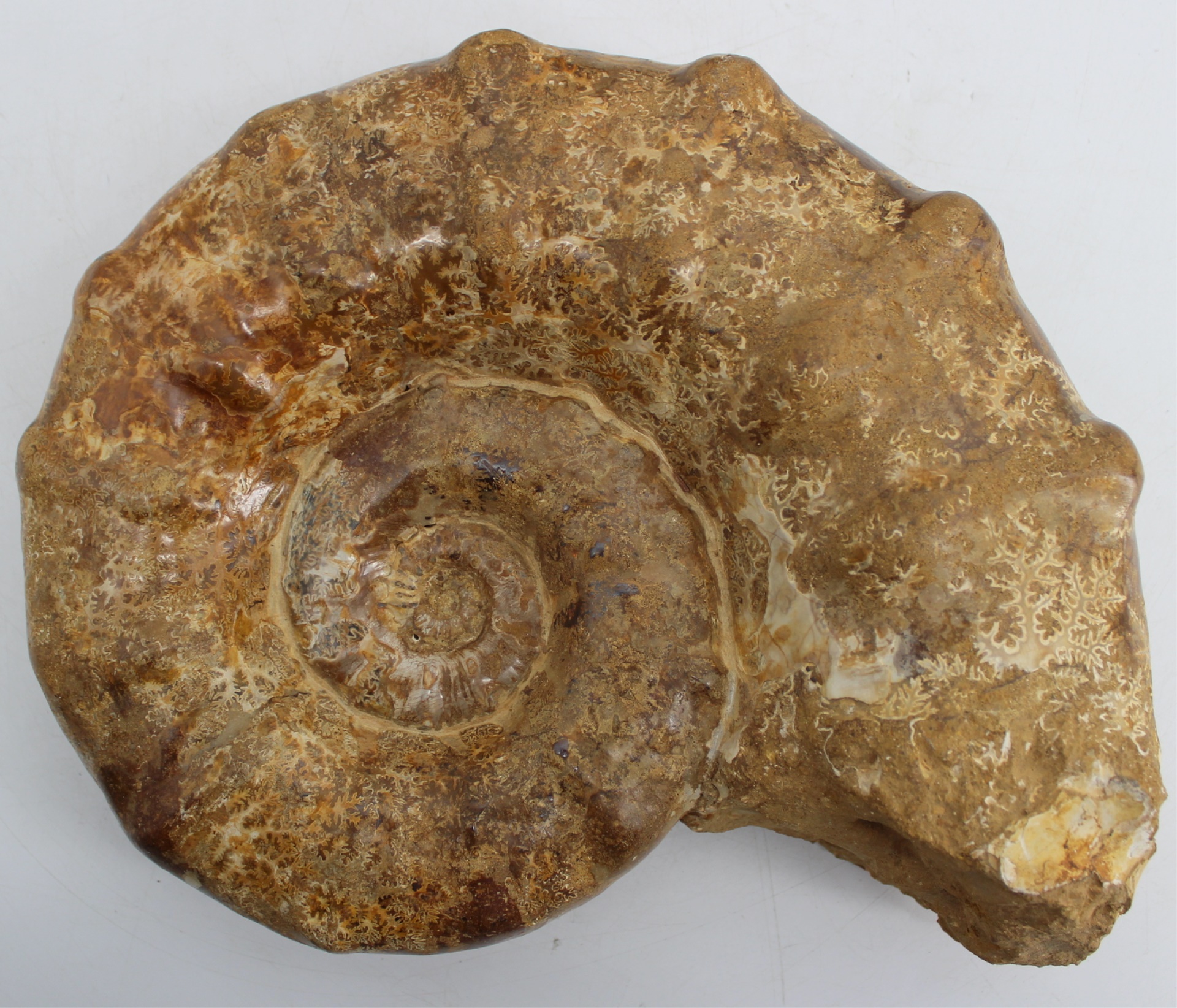 FOSSIL. AMMONITE FOSSIL WITH DEFINED