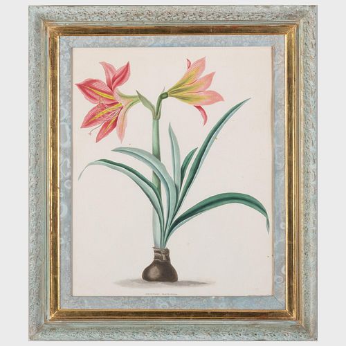 ROBERT HAVELL (1769-1832): AMARYLLIS