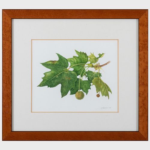 KATHERINE MANISCO PLANE TREE LEAVESWatercolor 3bcd82