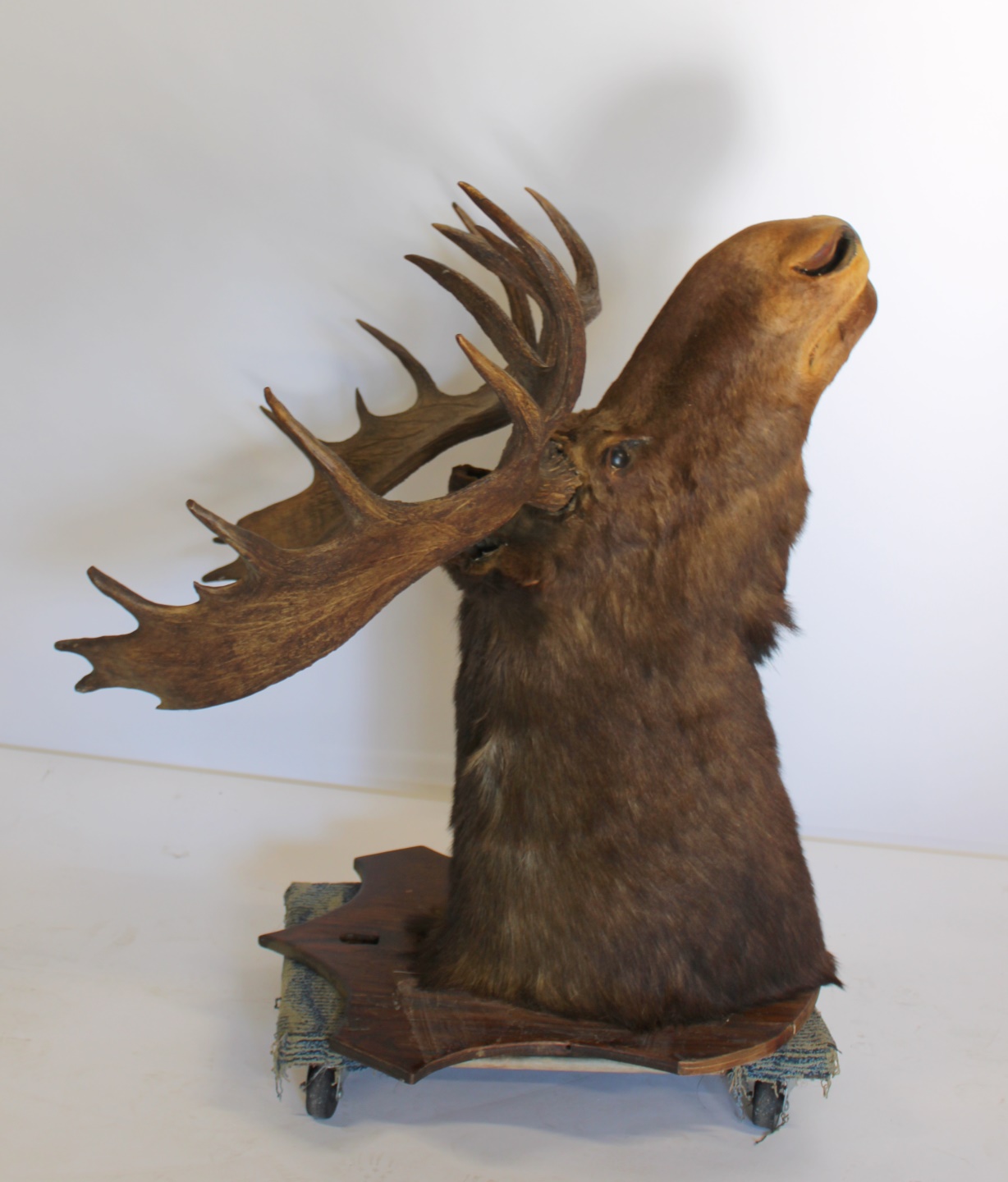 ANTIQUE AND LARGE MOOSE MOUNT. Was mounted