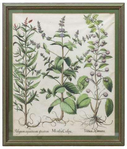 BESLER HORTUS EYSTETTENSIS BOTANICAL