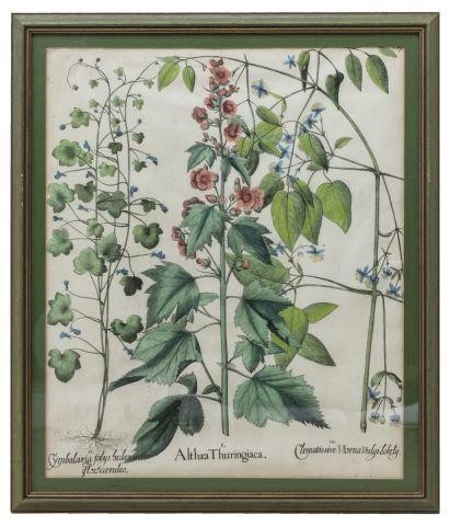 BESLER 'HORTUS EYSTETTENSIS' BOTANICAL