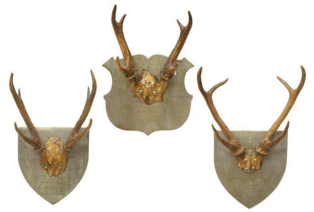  3 PHILLIPINE SAMBAR DEER ANTLER 3bed7b