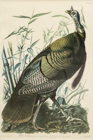 WILD TURKEY AFTER AUDUBON, AMSTERDAM