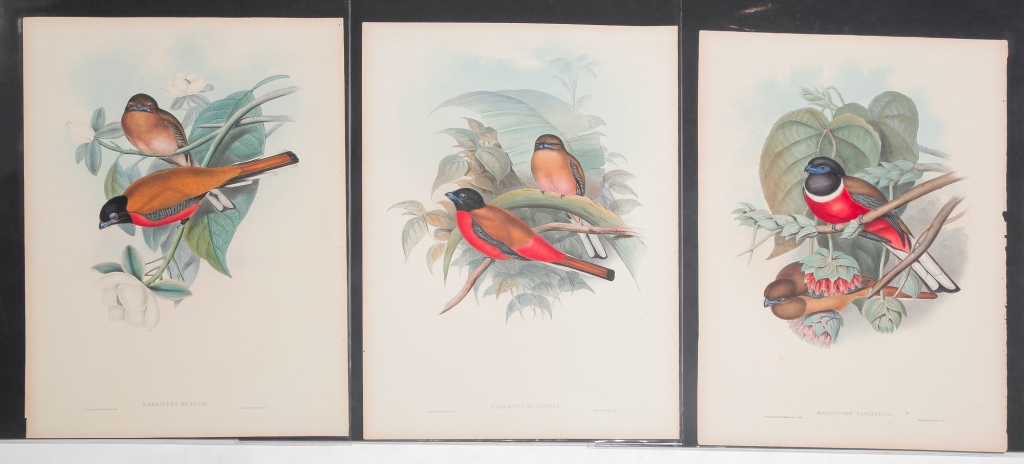 THREE GOULD AND RICHTER BIRDS 3bf1bb