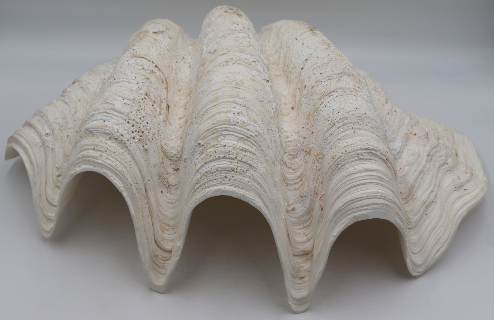 LARGE CLAM SHELL. From a Beacon Falls,