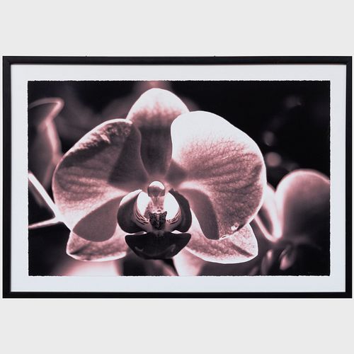 NATHANIEL KRAMER: ORCHIDS: FOUR IMAGESFour