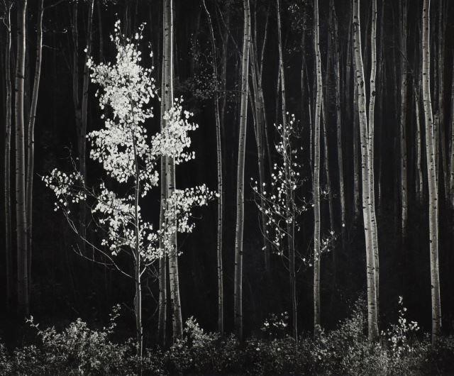 ANSEL ADAMS 1902 1984 ASPENS  3c1b3b