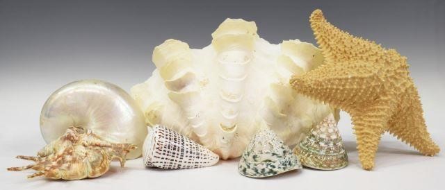 (LOT) COLLECTION OF ASSORTED SEASHELLS(lot)