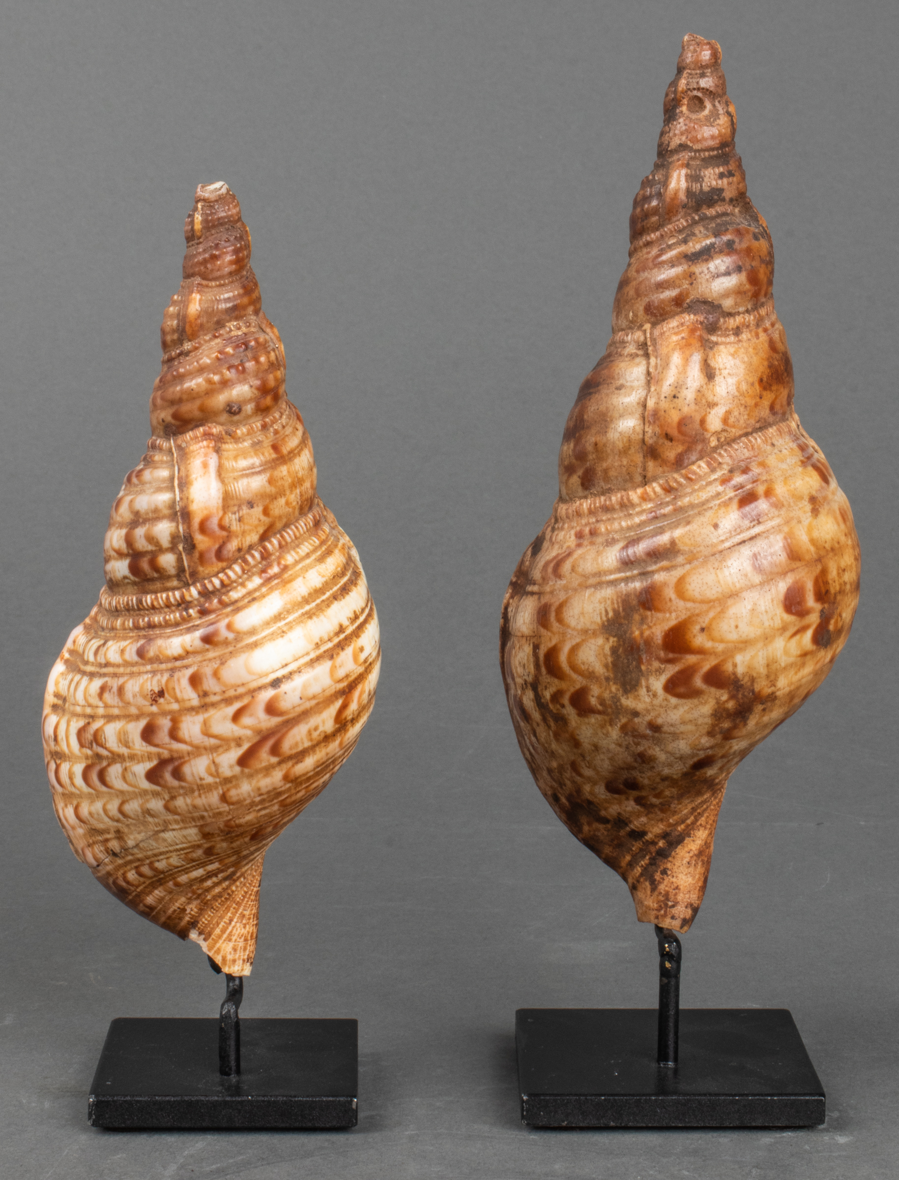 SEA SHELL SPECIMENS ON STANDS,