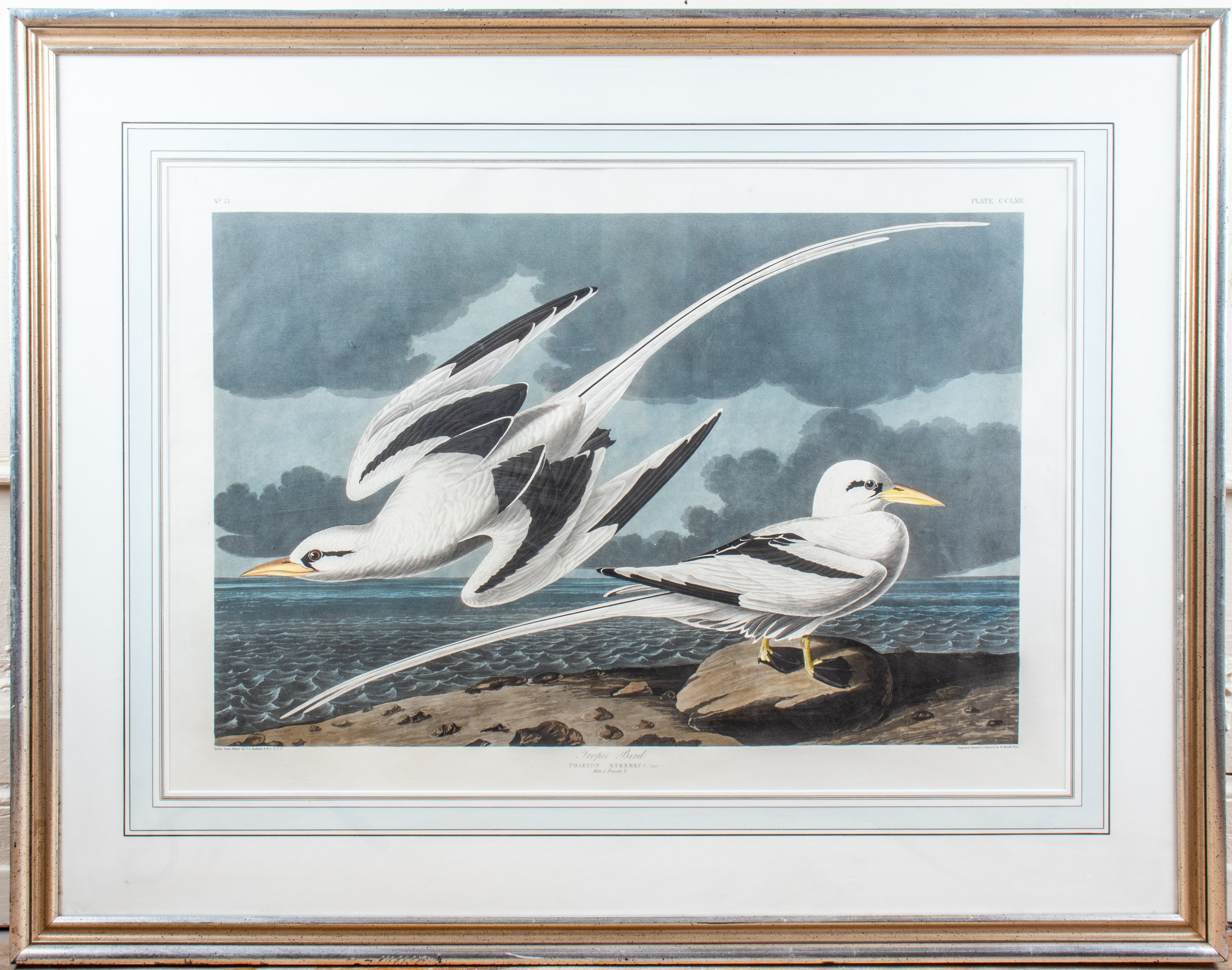 AUDUBON HAVELL TROPIC BIRD PLATE 3c3c5c