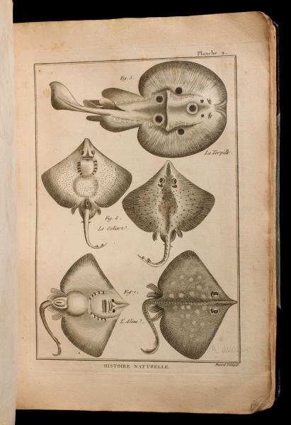 BONNATERRE ENCYCLOPEDIC KINGDOMS ICHTHYLOGIE 3c23ea