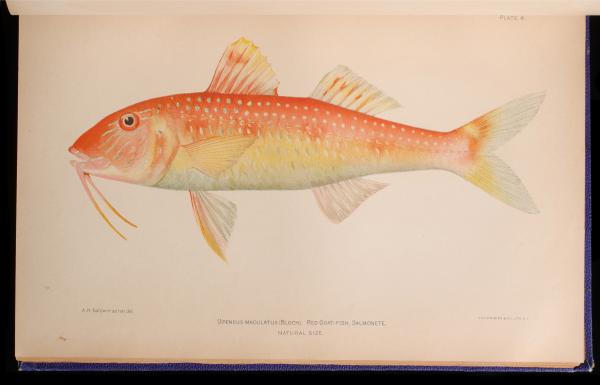 FISHES AND FISHERIES OF PORTO RICO 3c23ee