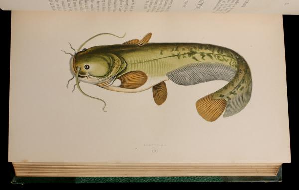 COUCH, JONATHAN. A HISTORY OF FISHES...BRITISH