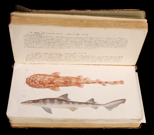 DR. TANAKA'S JAPANESE FISHES IN