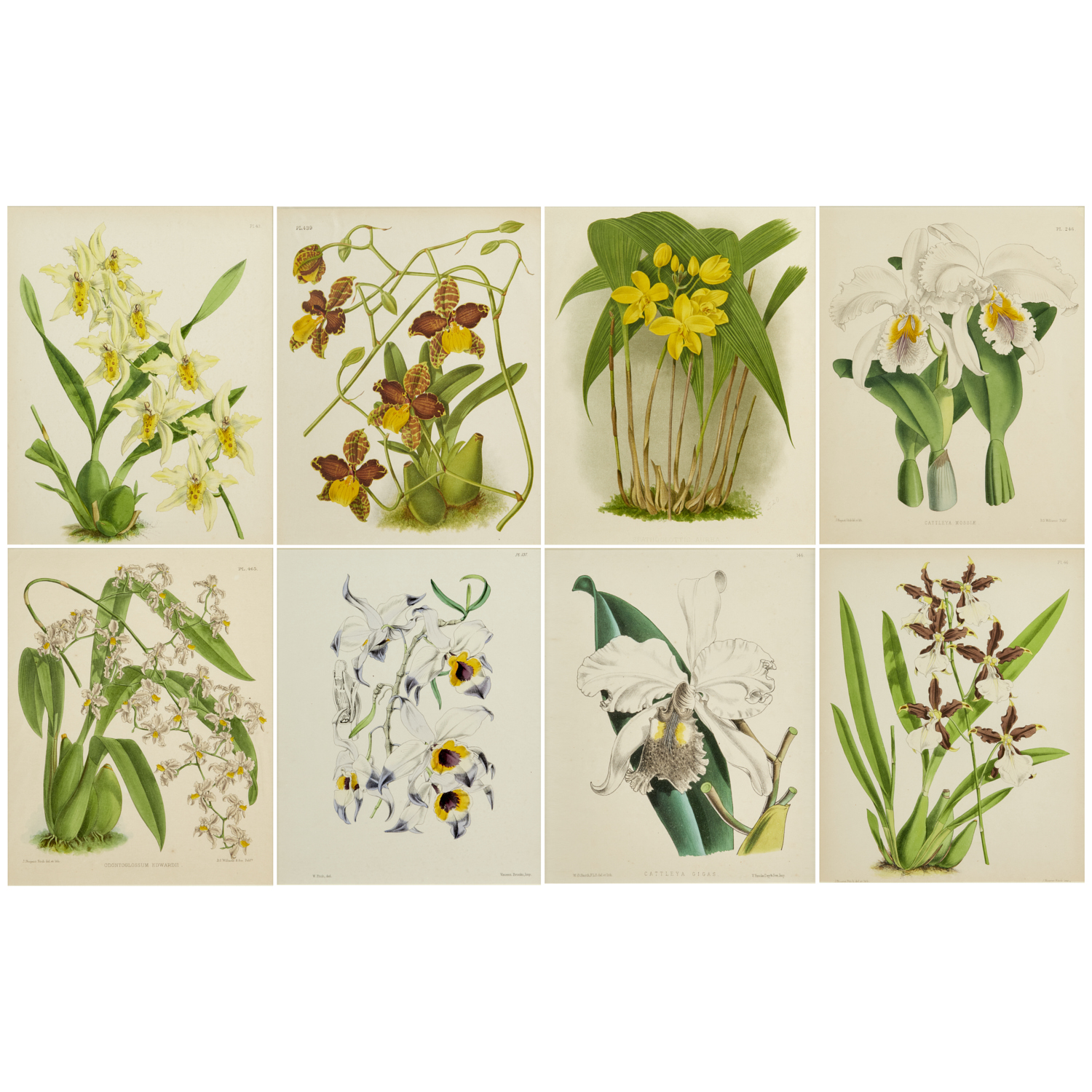 (8) ORCHID LITHOGRAPHS IN COLOR,