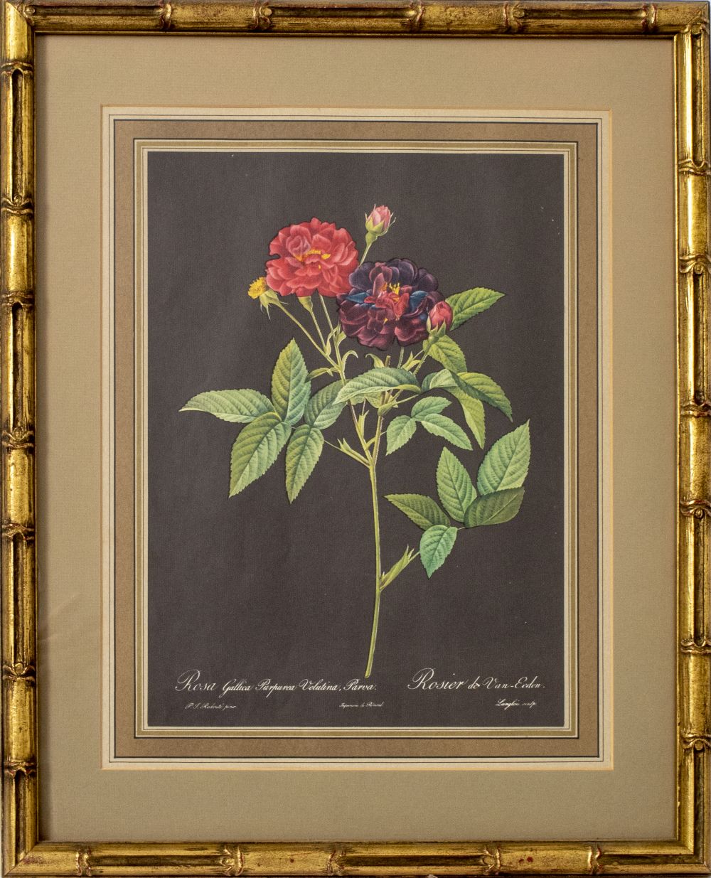 P.J. REDOUTE ROSE OFFSET LITHOGRAPH