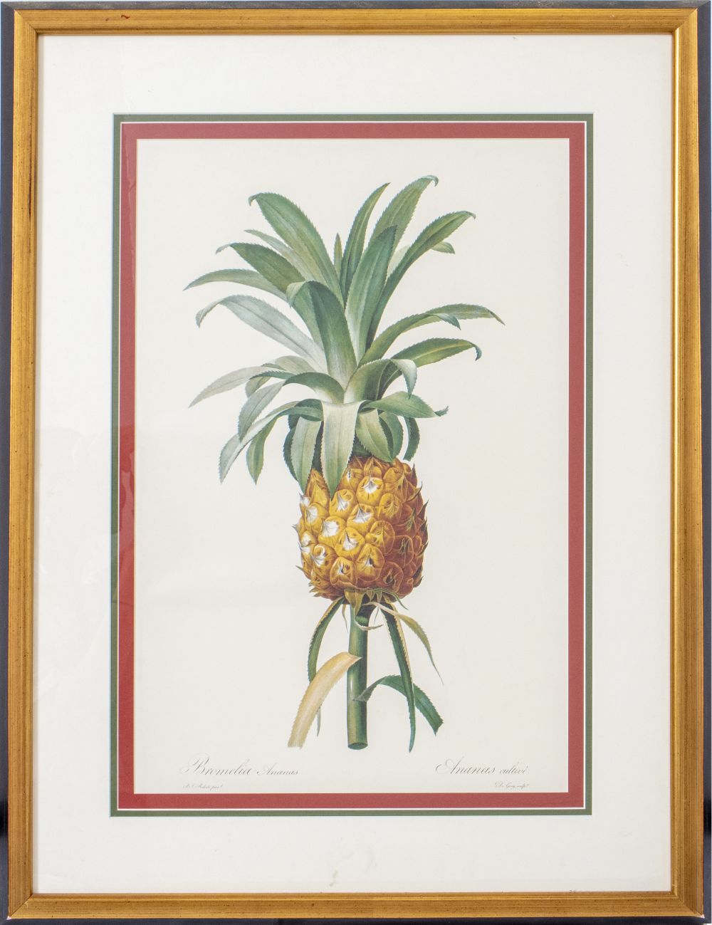 P J REDOUTE ANANAS OFFSET LITHOGRAPH 3c557f