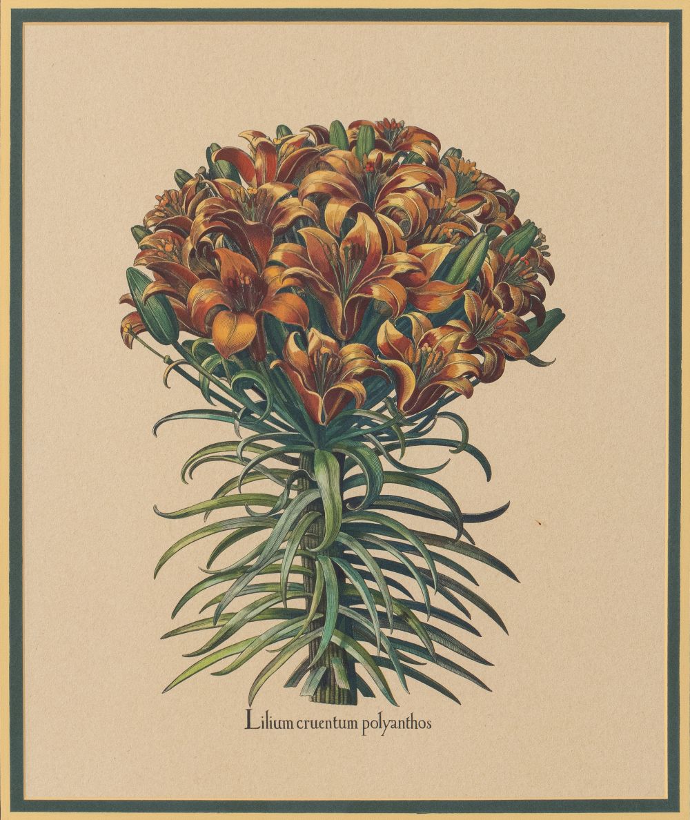 BESLER BOTANICAL HAND-COLORED LITHOGRAPH