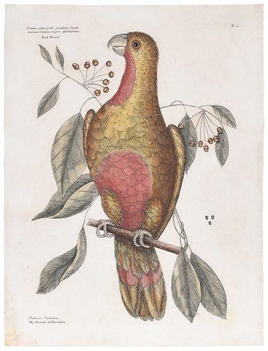 MARK CATESBY THE PARROT OF PARADISE British  3c621e