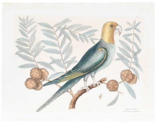 MARK CATESBY - THE PARROT OF CAROLINA(British,