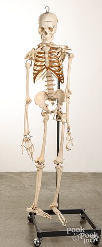 HUMAN SKELETON ACADEMIC MODELHuman 3c63de