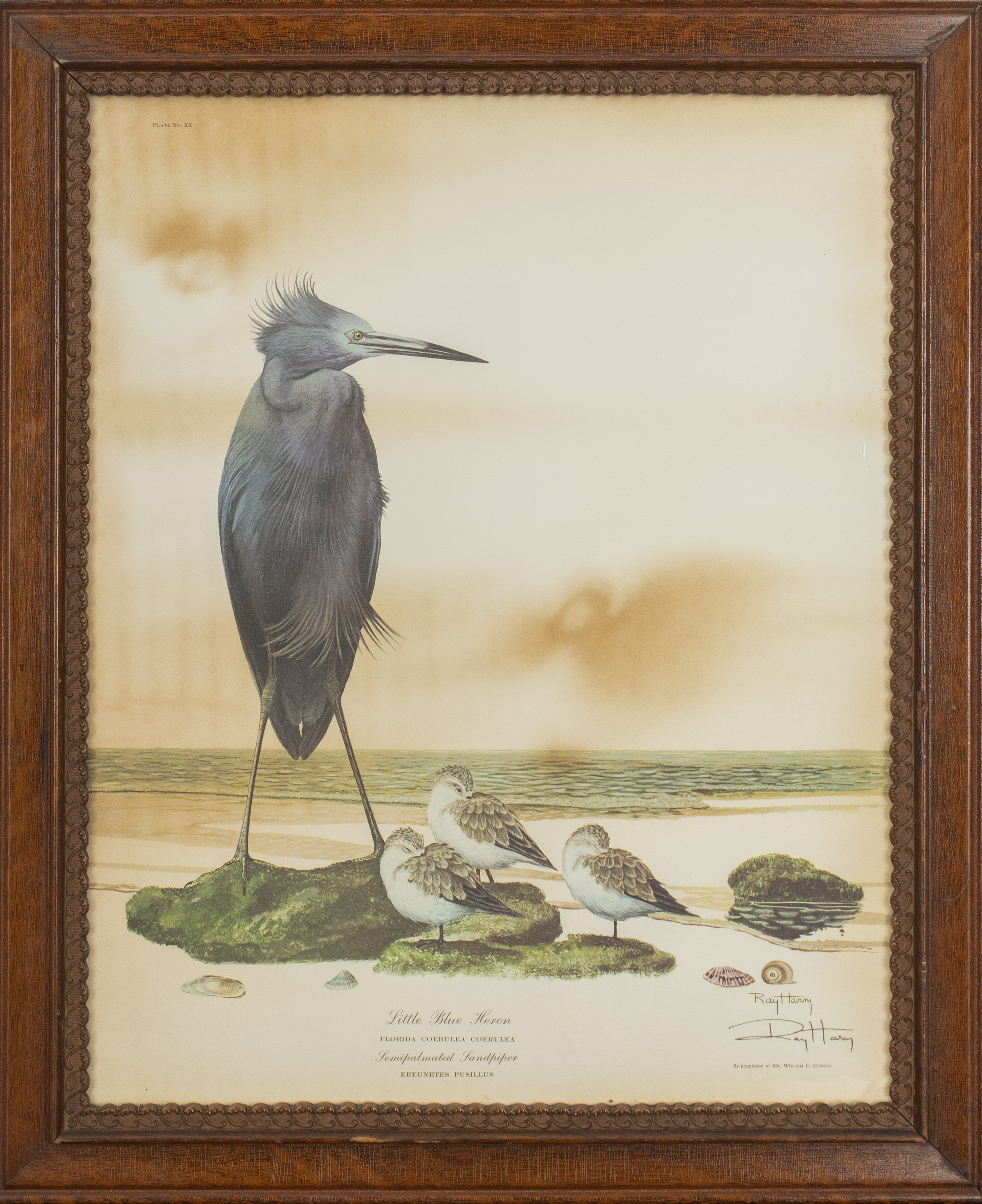 RAY HARM "LITTLE BLUE HERON" OFFSET