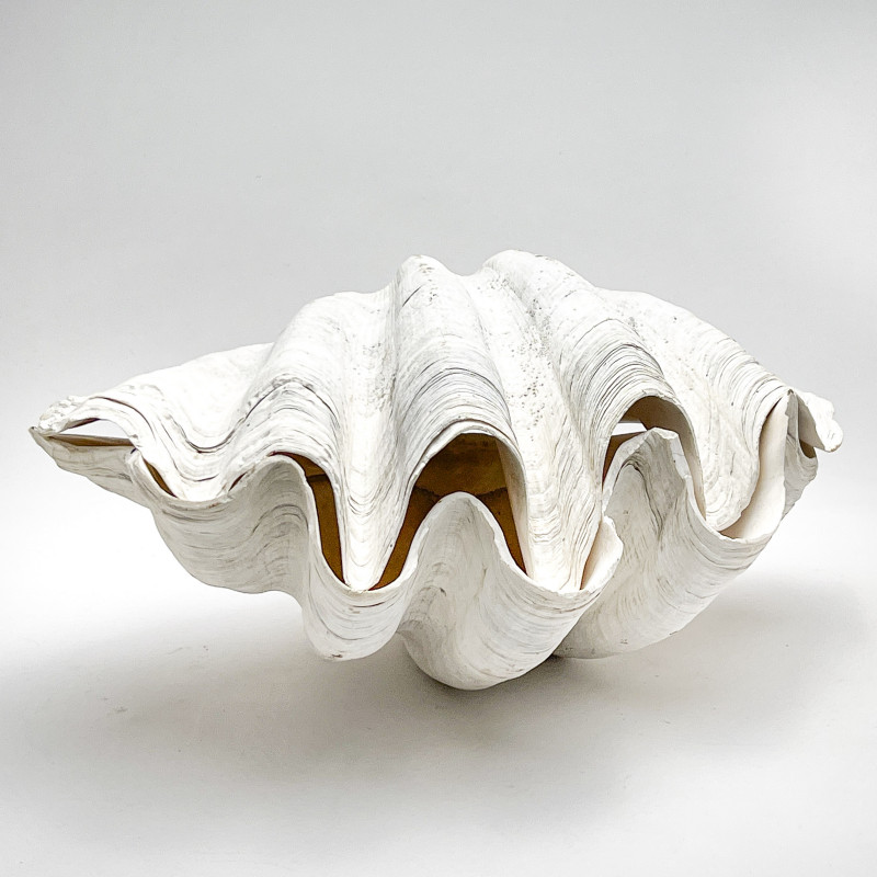 GIANT CLAM SHELL9 x 18 x 12 inches