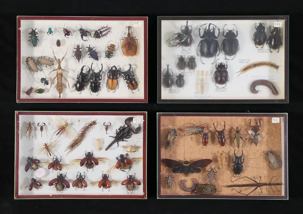 LOT OF INSECT & OTHER SPECIMENS